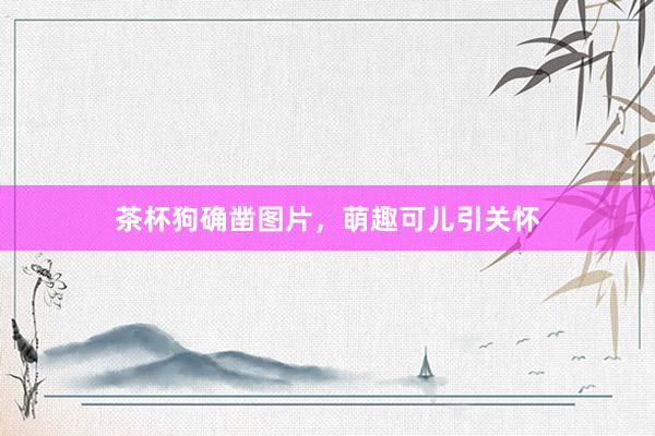 茶杯狗确凿图片，萌趣可儿引关怀